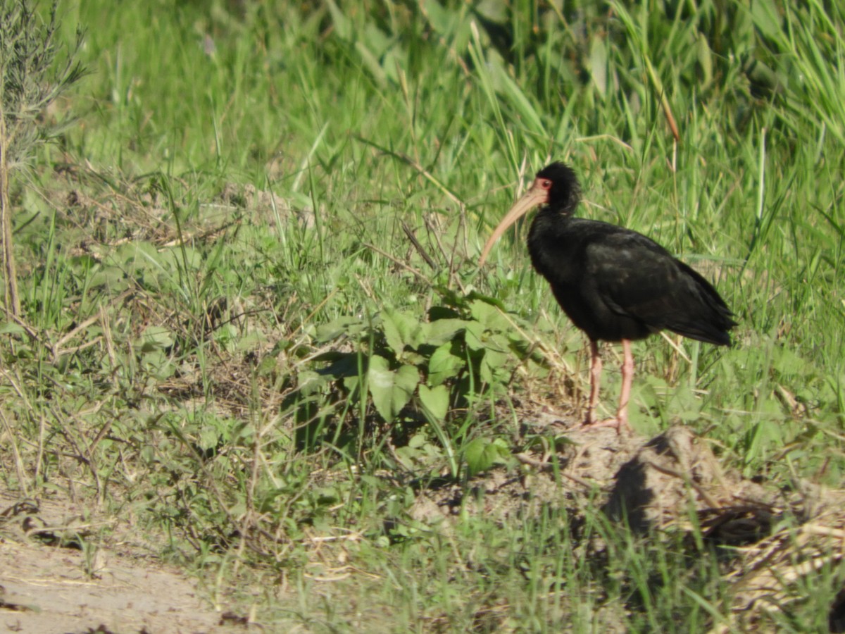 Ibis Afeitado - ML647098064