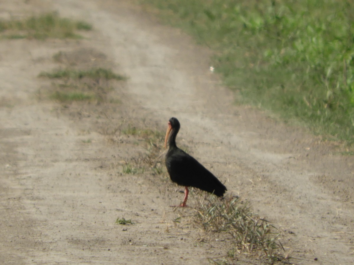 Ibis Afeitado - ML647098065