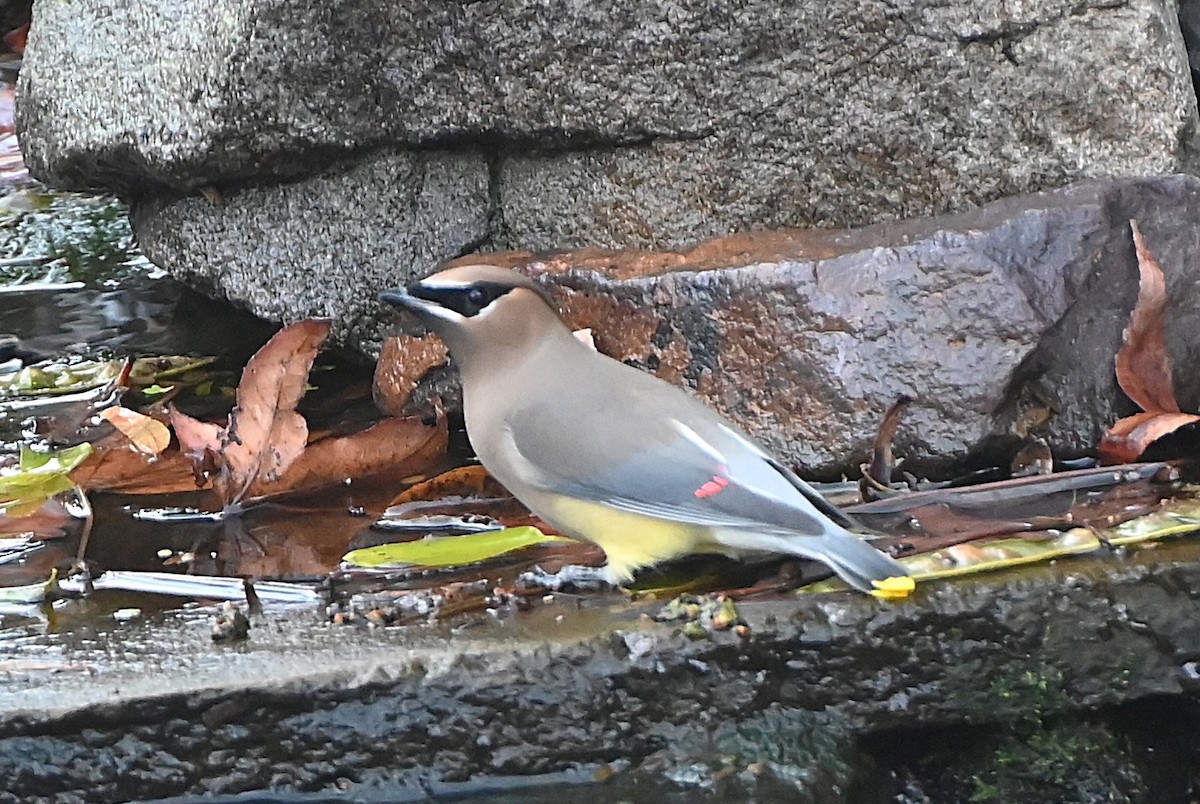 ヒメレンジャク - ML647098067