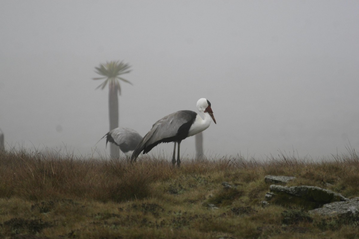 Wattled Crane - ML647098069