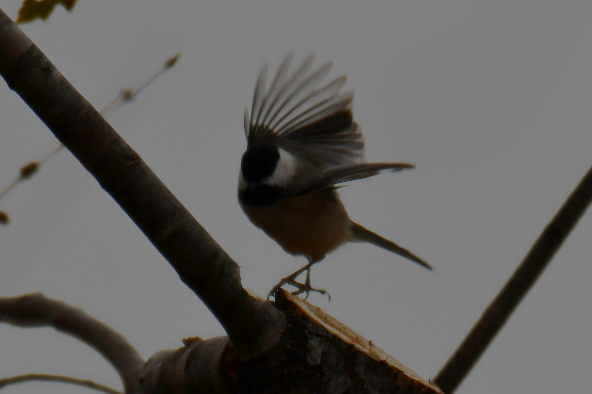 Carolina Chickadee - ML647098070