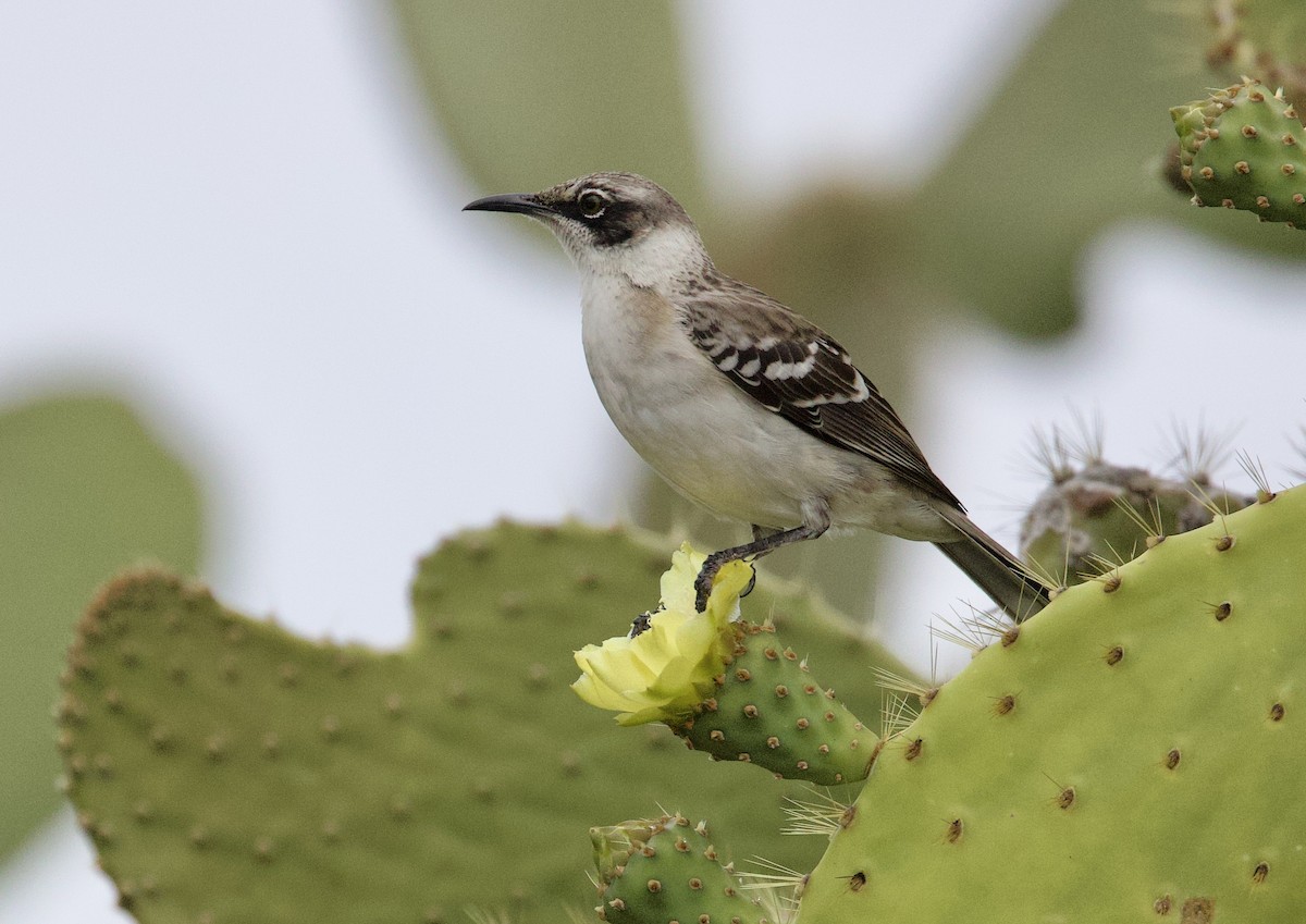 Galapagos Mockingbird - ML647098071