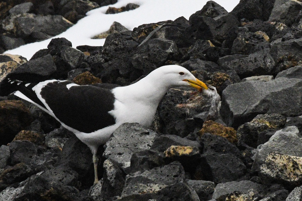 Kelp Gull - ML647098076
