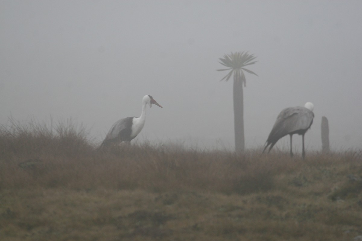 Wattled Crane - ML647098077