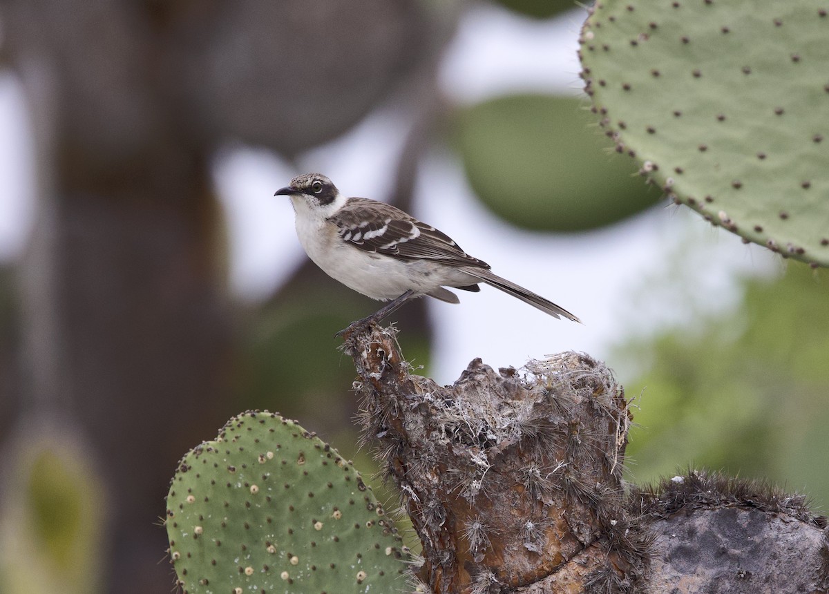 Galapagos Mockingbird - ML647098078