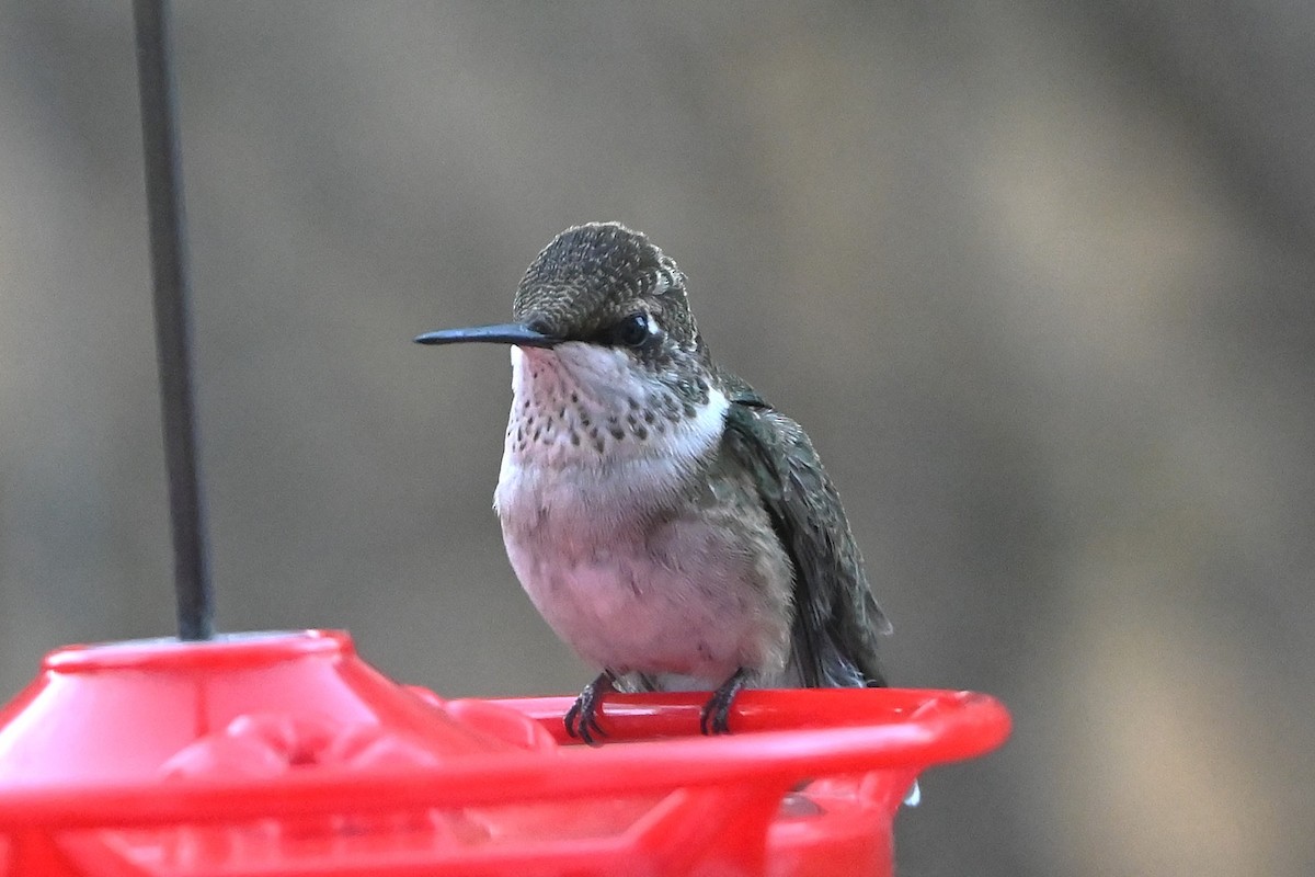 Ruby-throated Hummingbird - ML647098080
