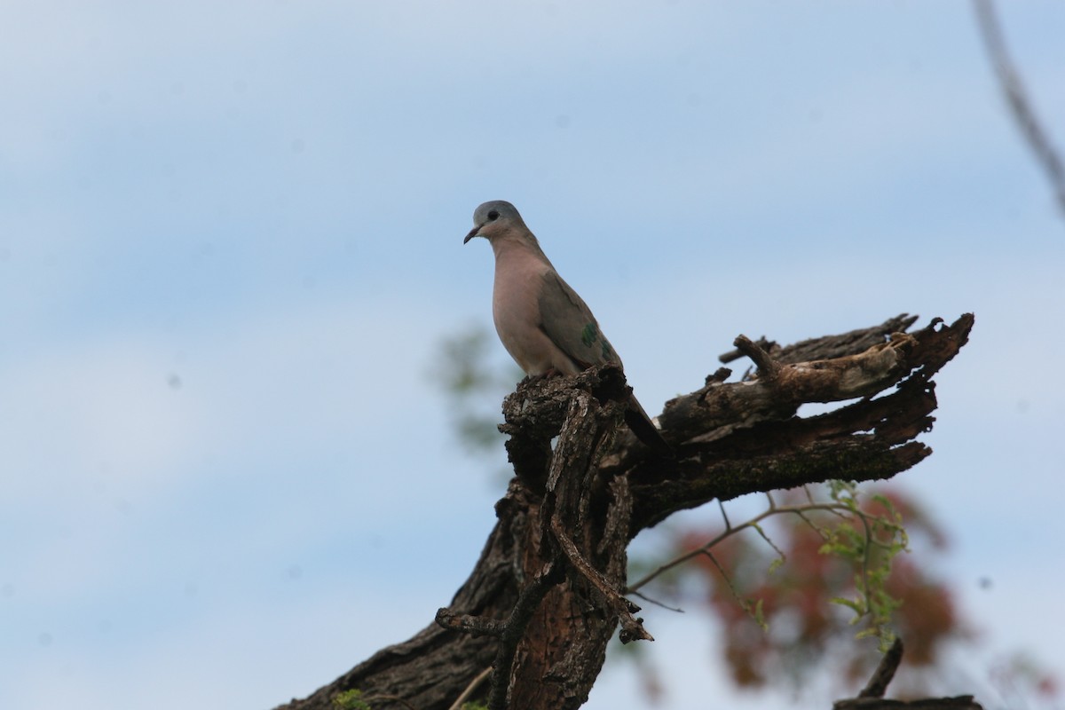 Emerald-spotted Wood-Dove - ML647098081