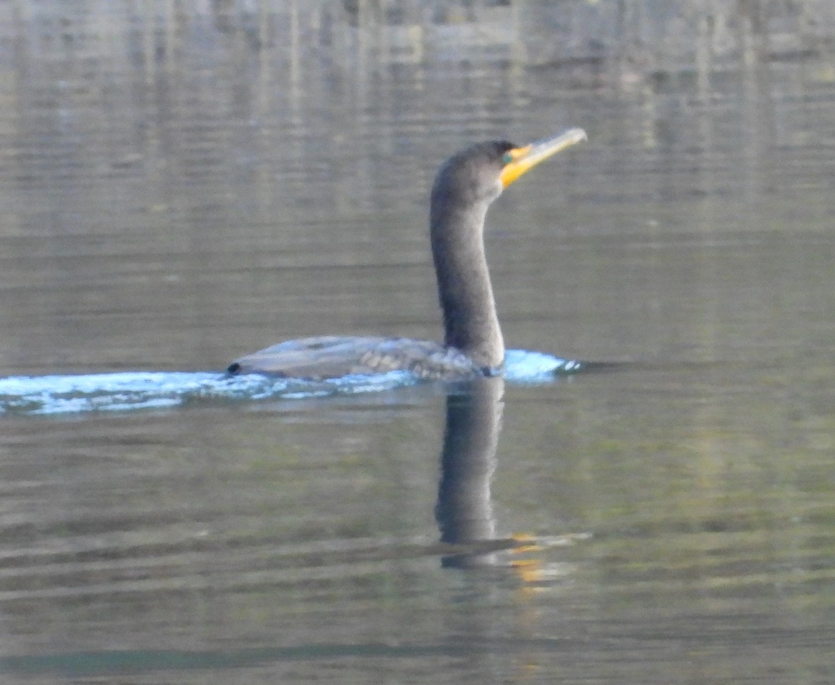 Double-crested Cormorant - ML647098083