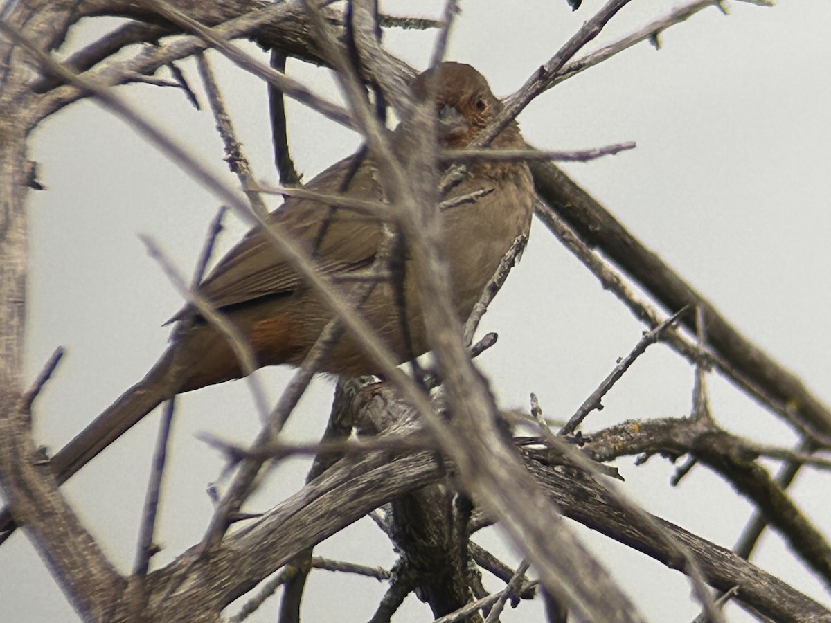 California Towhee - ML647098087