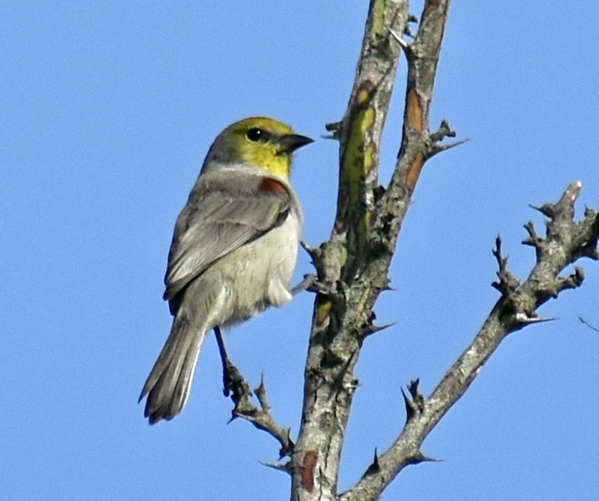 Verdin - ML647098092