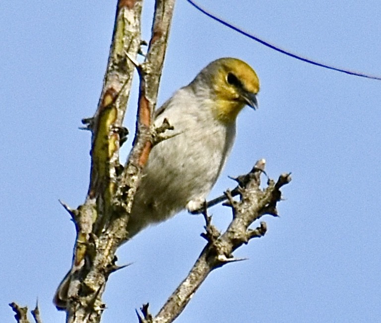 Verdin - ML647098093