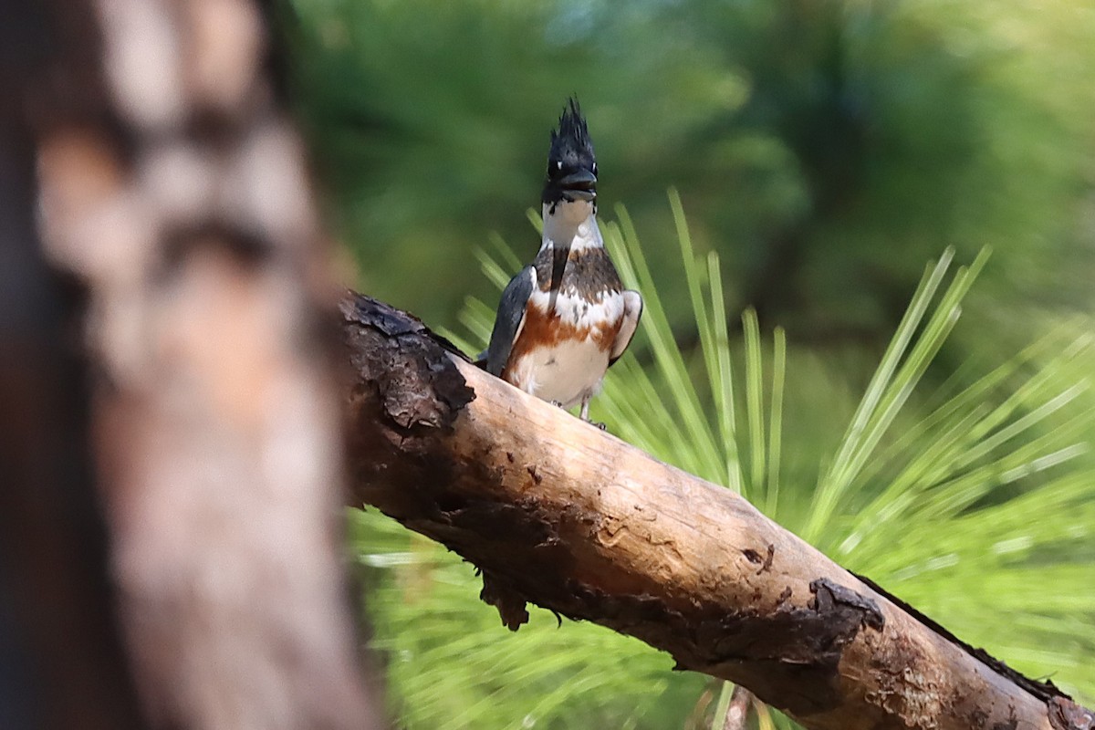 Belted Kingfisher - ML647098097
