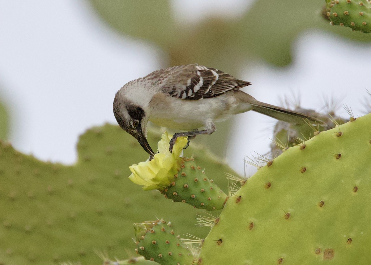 Galapagos Mockingbird - ML647098105
