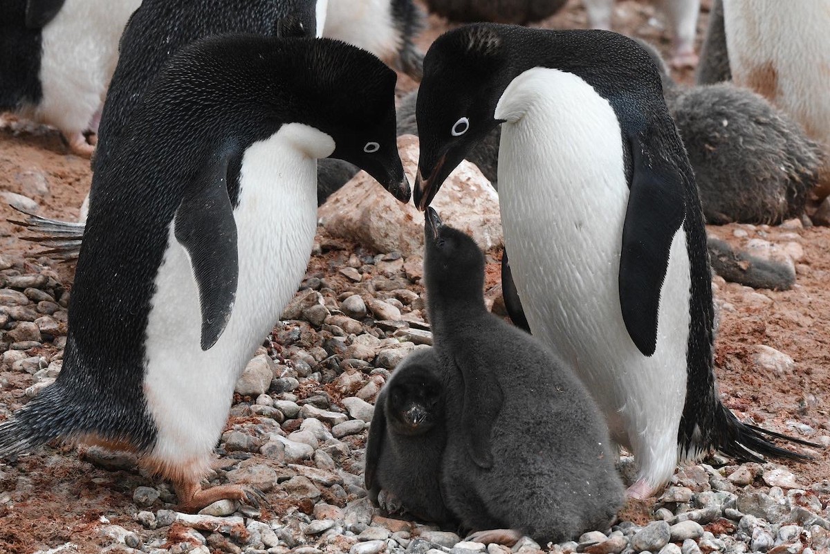 Adelie Penguin - ML647098110