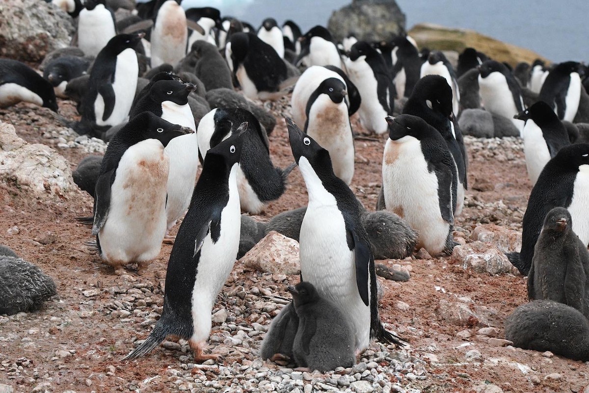 Adelie Penguin - ML647098111