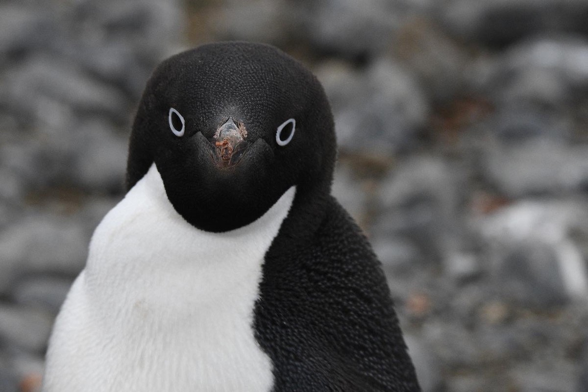 Adelie Penguin - ML647098112