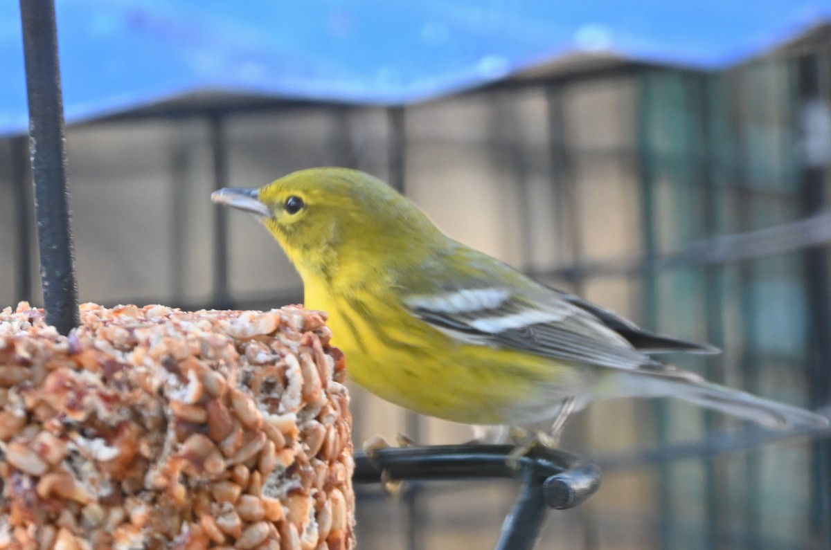 Pine Warbler - ML647098122