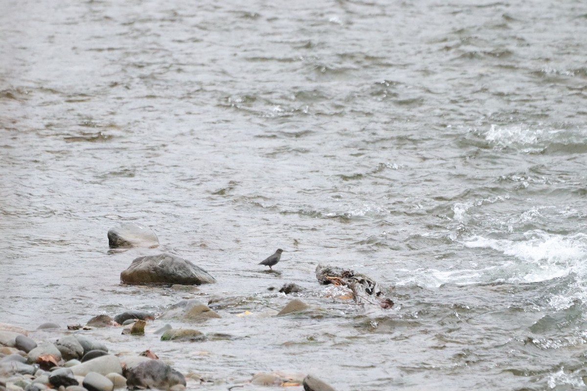 American Dipper - ML647098130