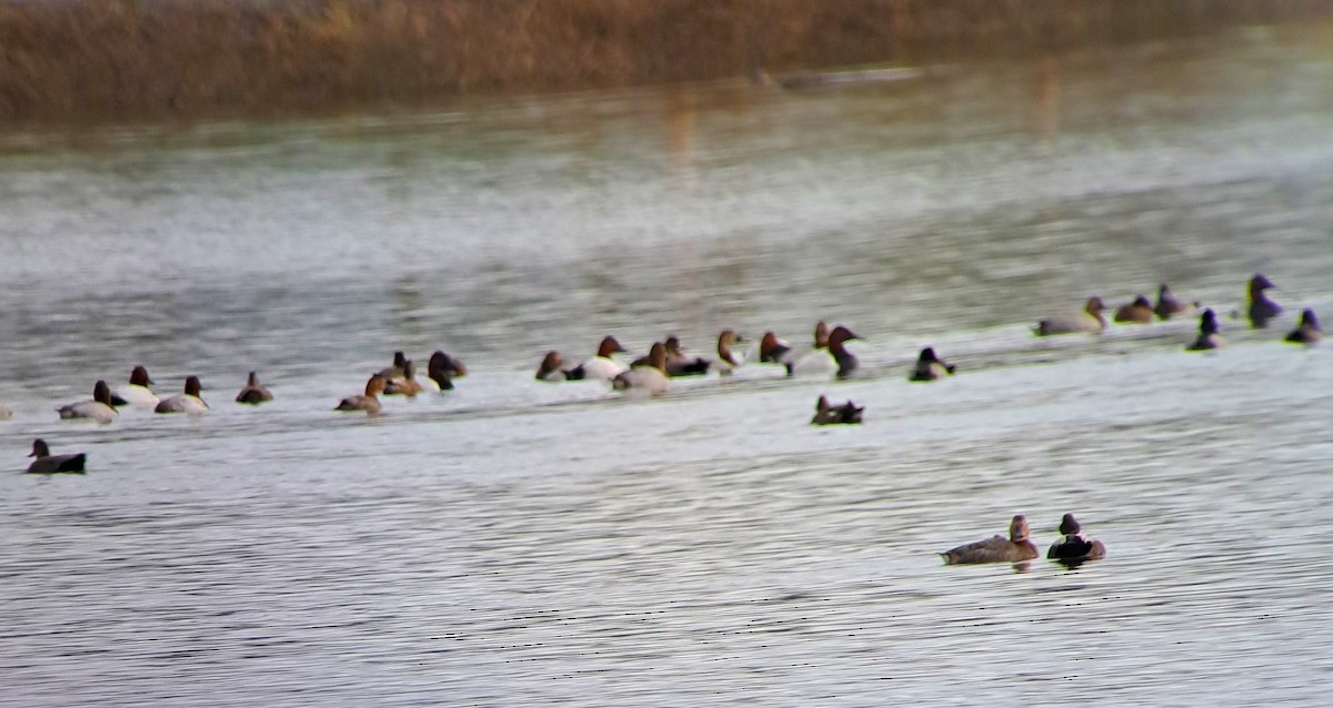 Canvasback - ML647098138