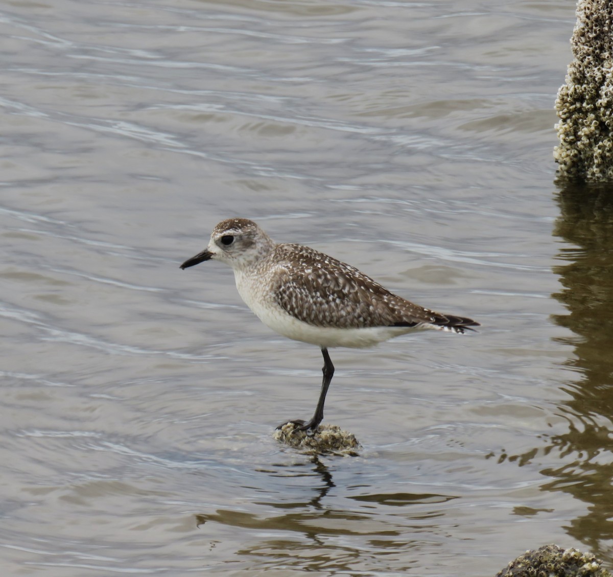 Black-bellied Plover - ML647098140