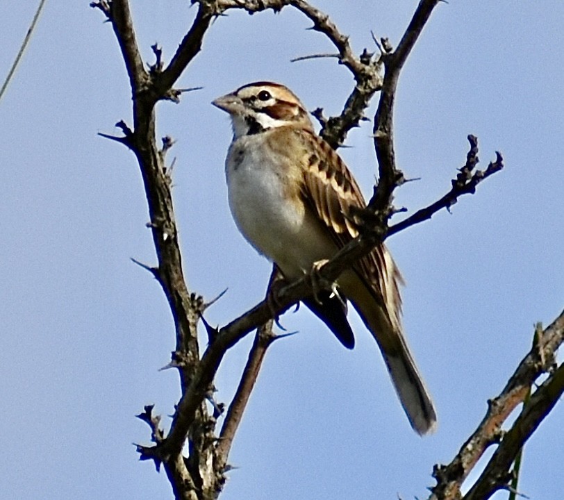 Lark Sparrow - ML647098142
