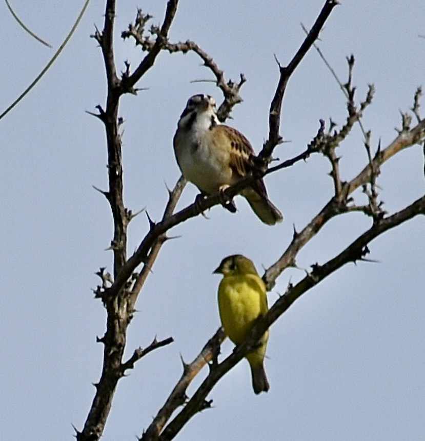 Lark Sparrow - ML647098144