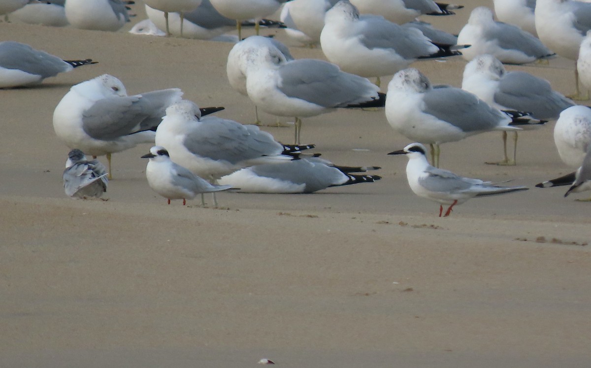 メリケンアジサシ - ML647098146