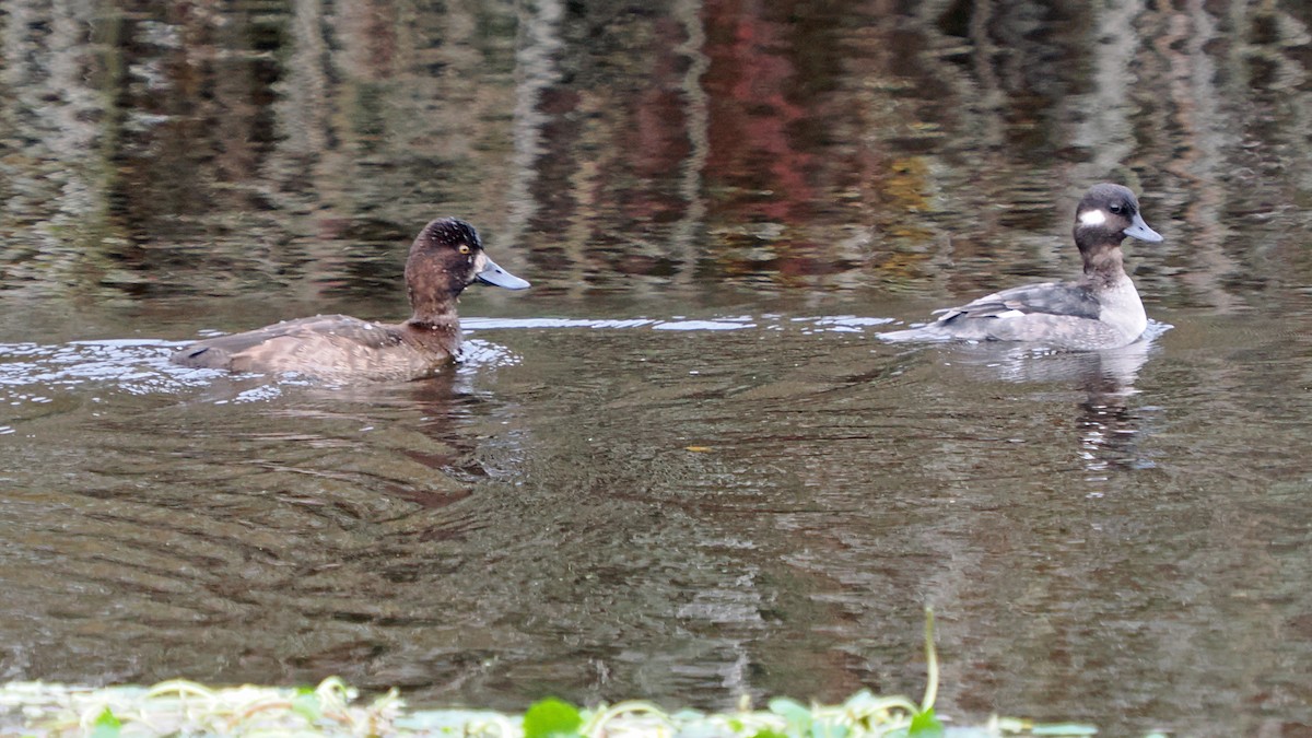 Lesser Scaup - ML647098148