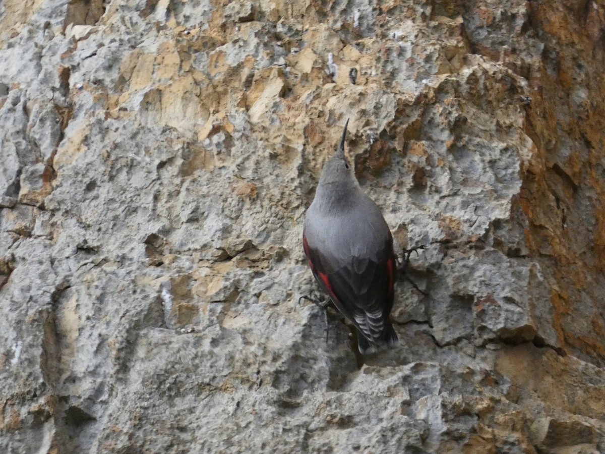 Стенолаз - ML647098150