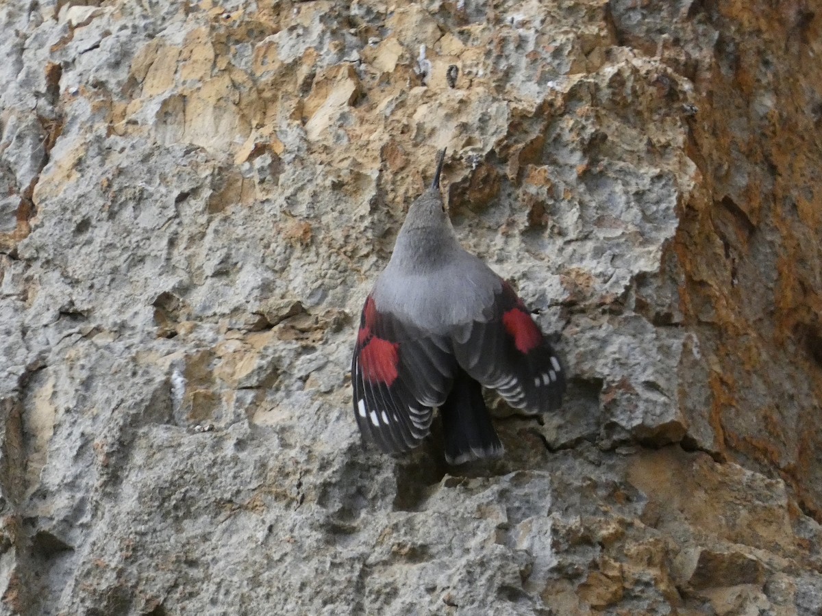 Стенолаз - ML647098151