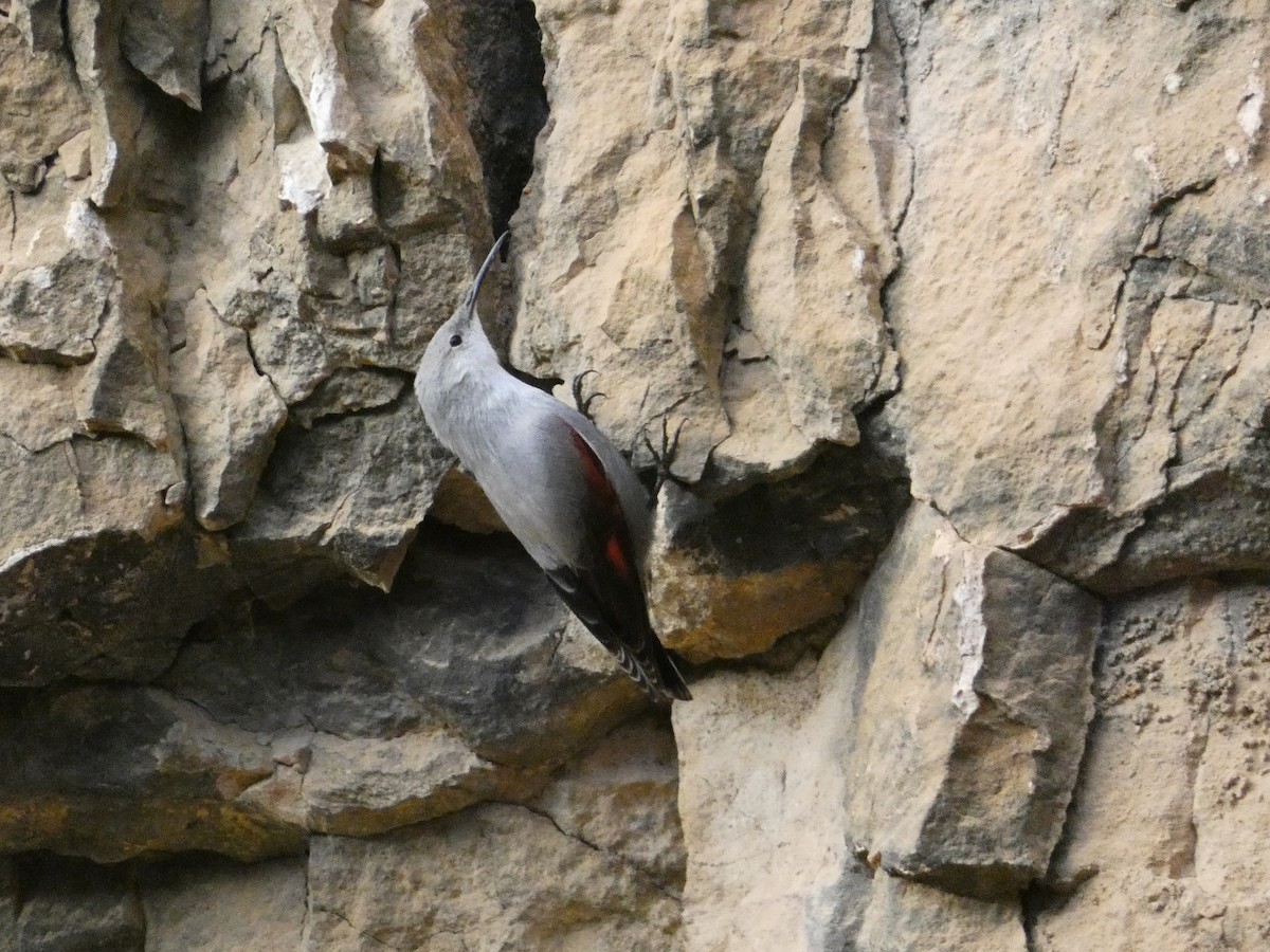 Стенолаз - ML647098152