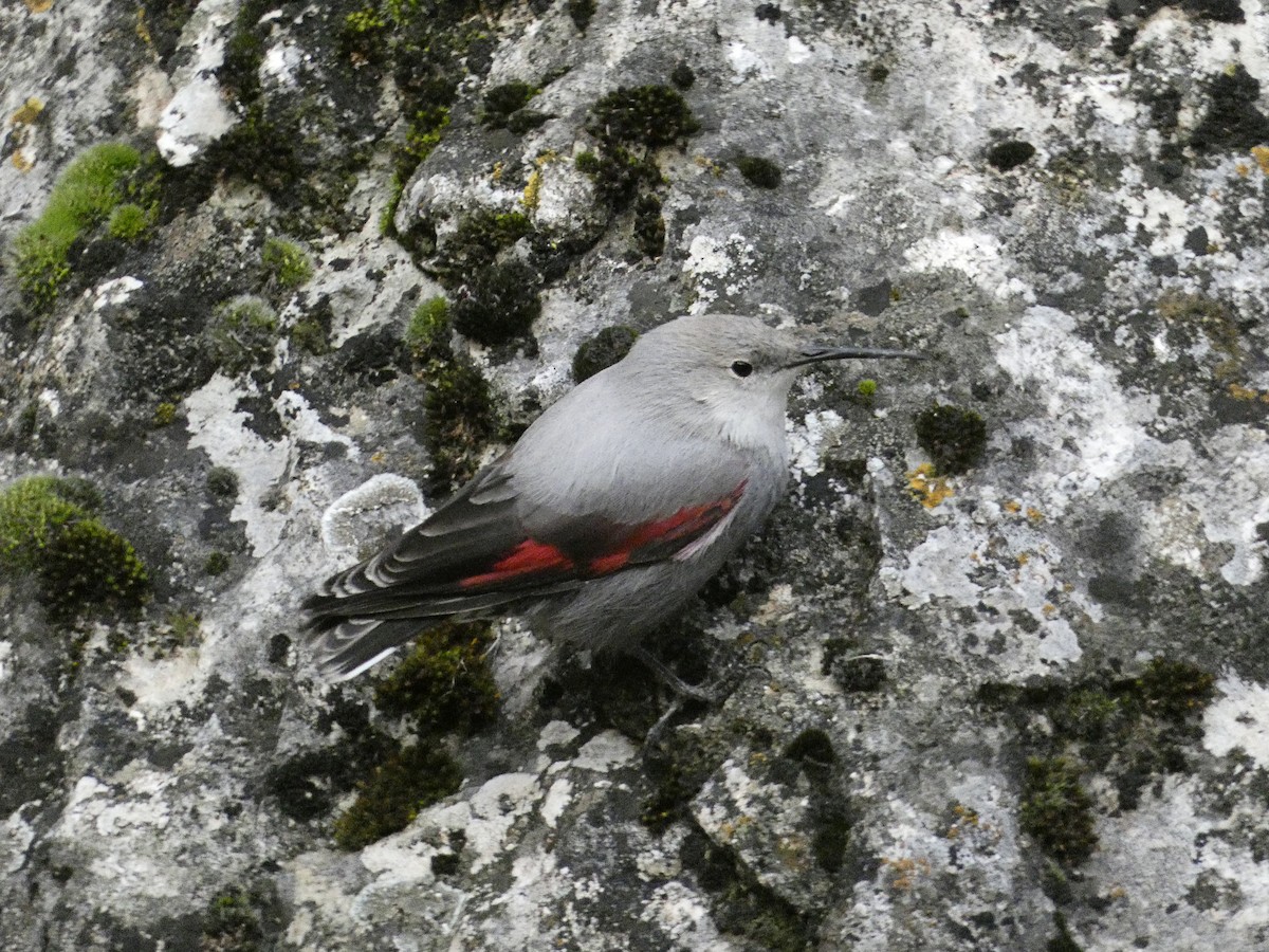 Стенолаз - ML647098153