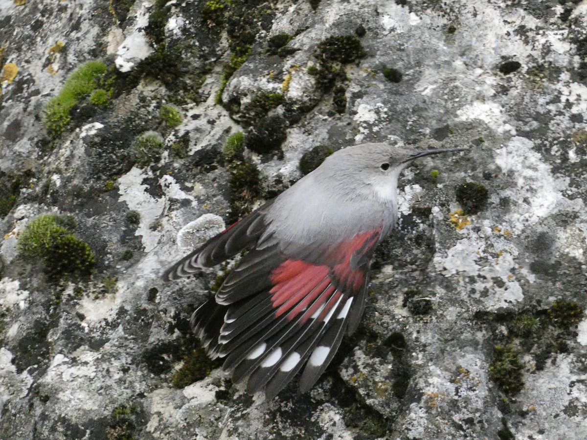 Стенолаз - ML647098154