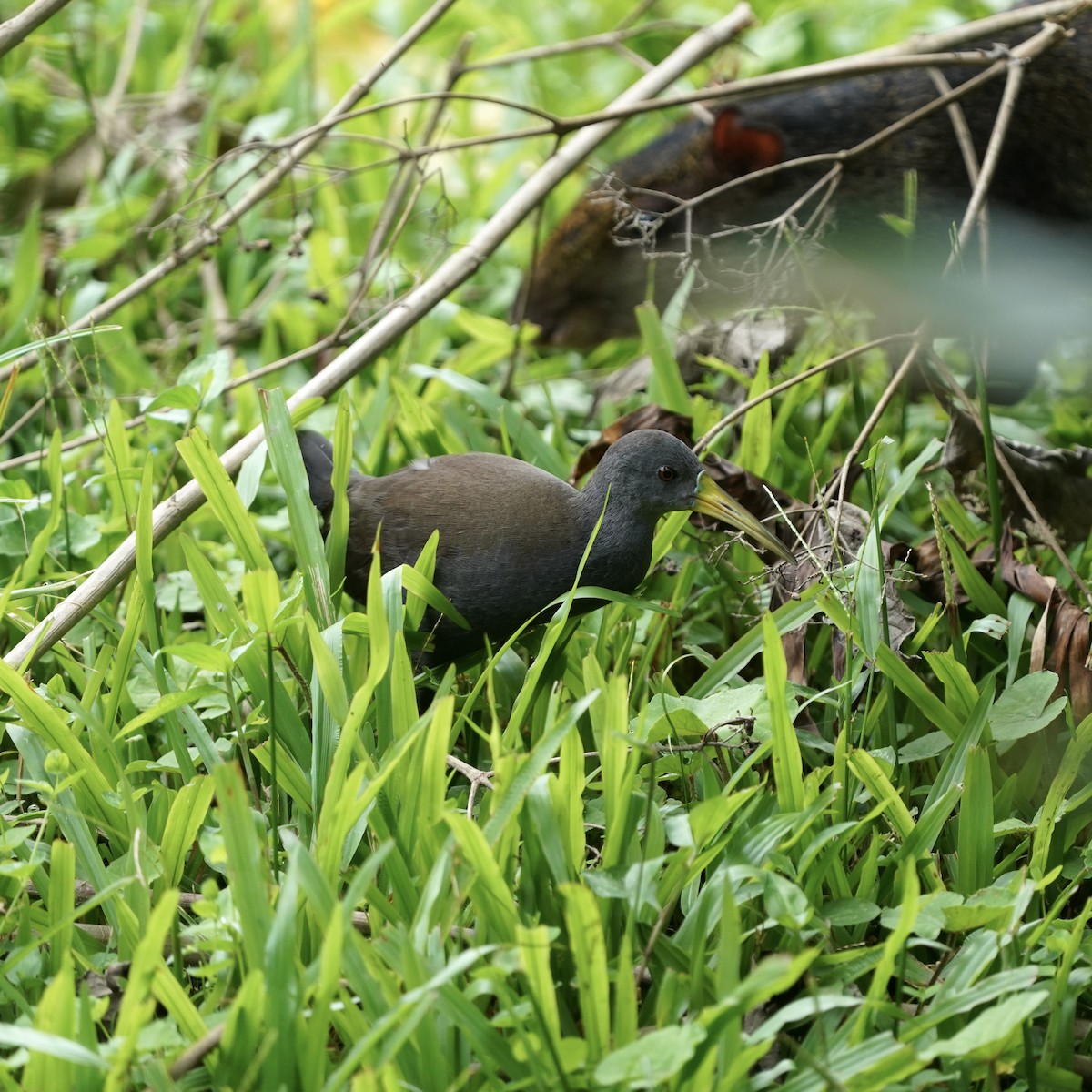 Пастушок світлогорлий - ML647098155