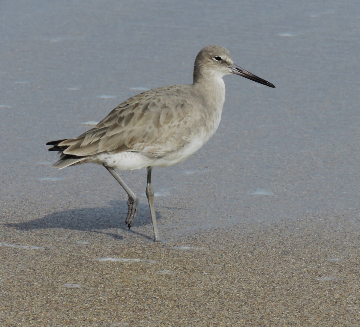 Willet - ML647098158