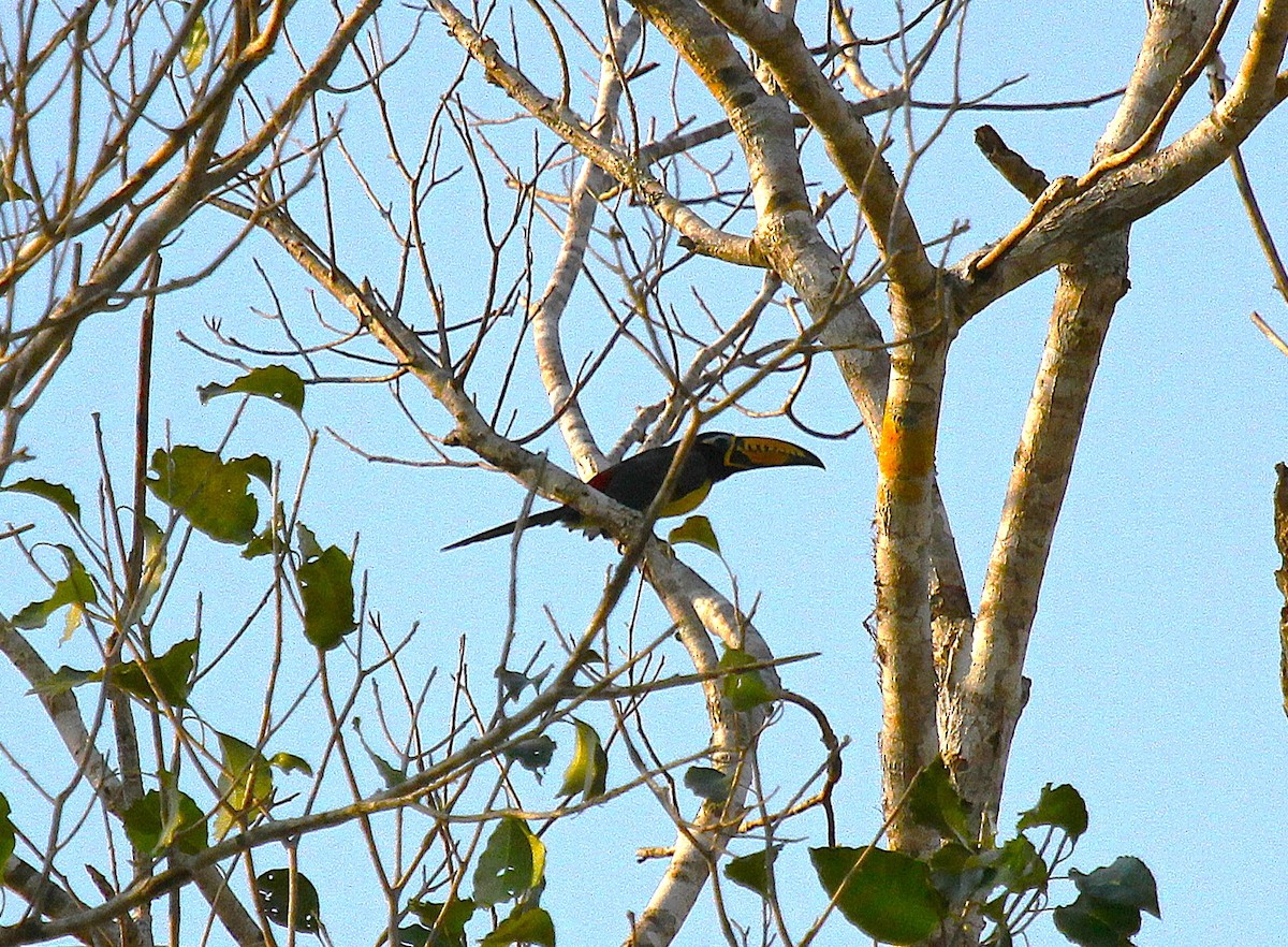 Lettered Aracari - ML647098159