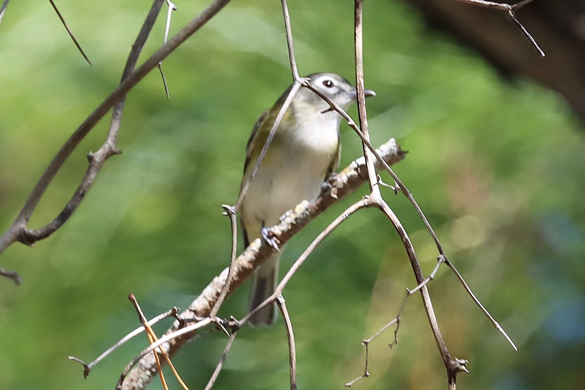 Blue-headed Vireo - ML647098163