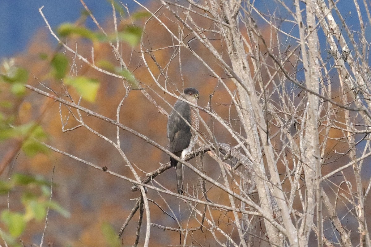 Cooper's Hawk - ML647098168