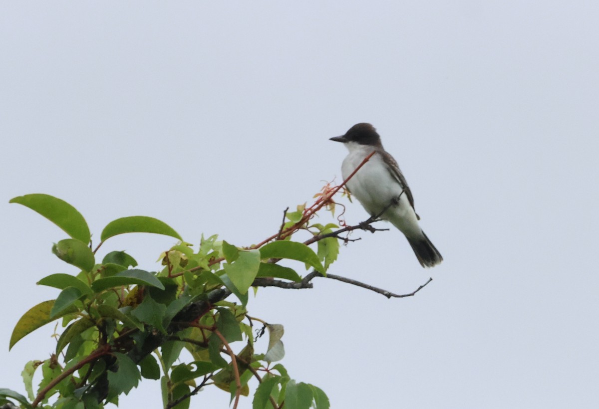 Tyran tritri - ML647098169