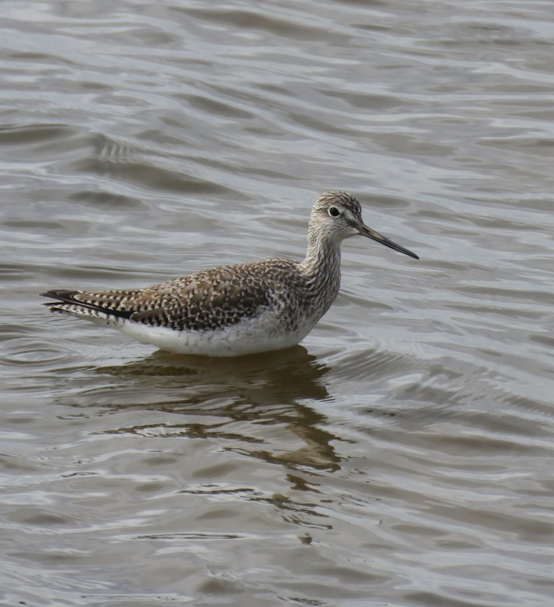 Greater Yellowlegs - ML647098178