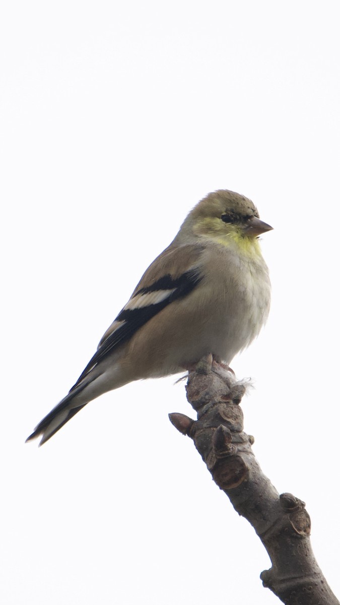 čížek žlutý - ML647098182