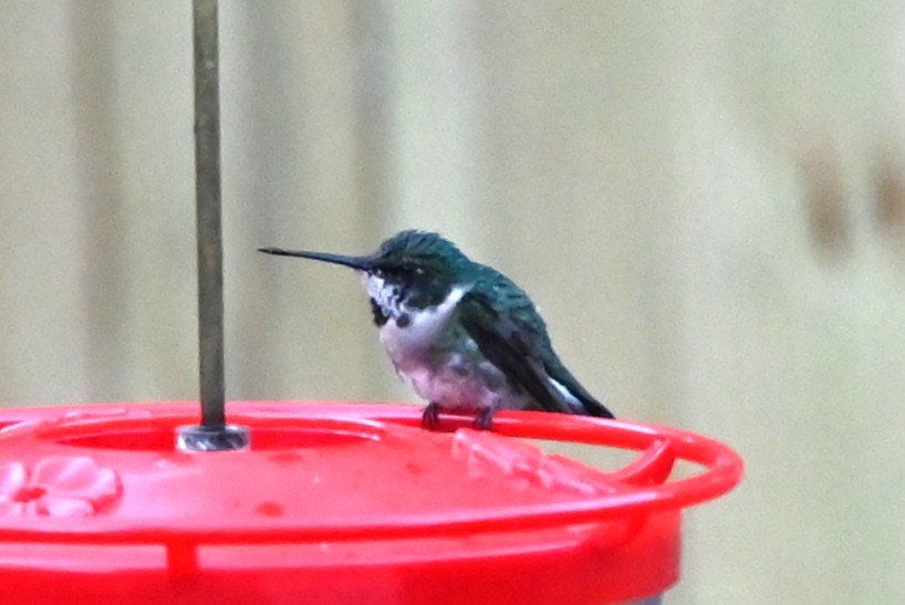 Ruby-throated Hummingbird - ML647098187