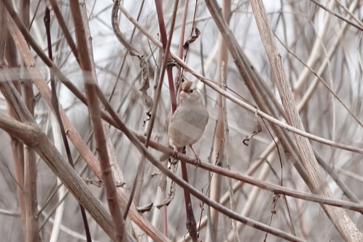 White-crowned Sparrow - ML647098188