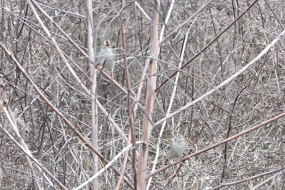 White-crowned Sparrow - ML647098189