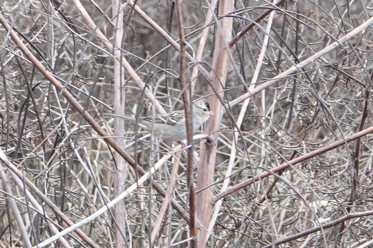 White-crowned Sparrow - ML647098190
