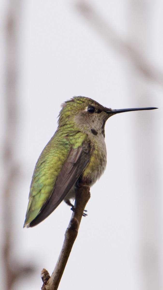 kalypta růžovohlavá - ML647098193