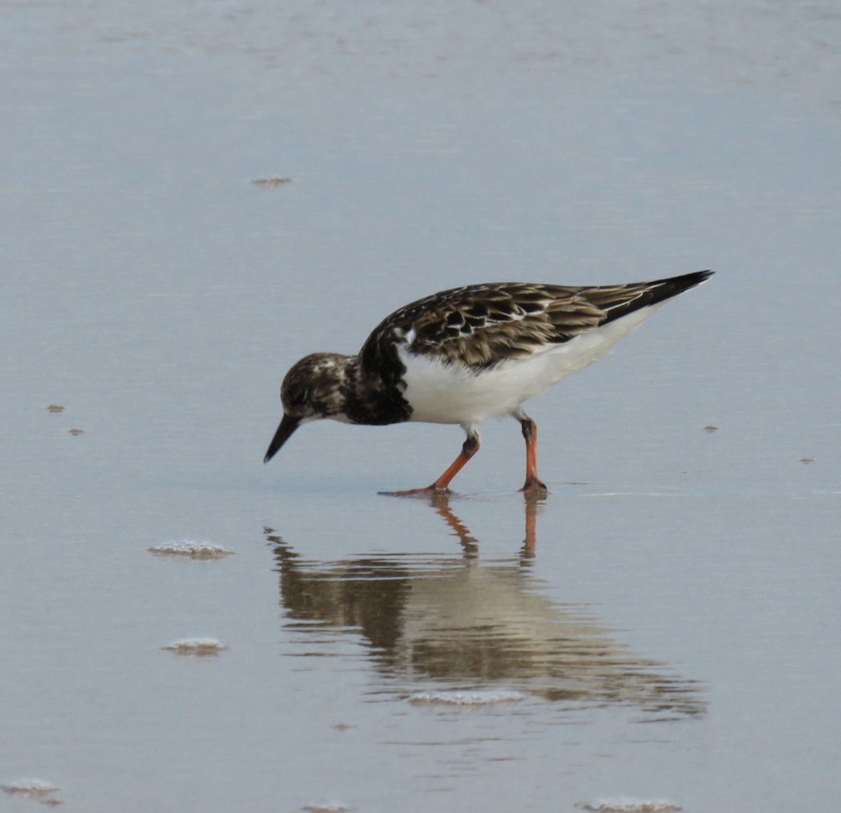 Ruddy Turnstone - ML647098195