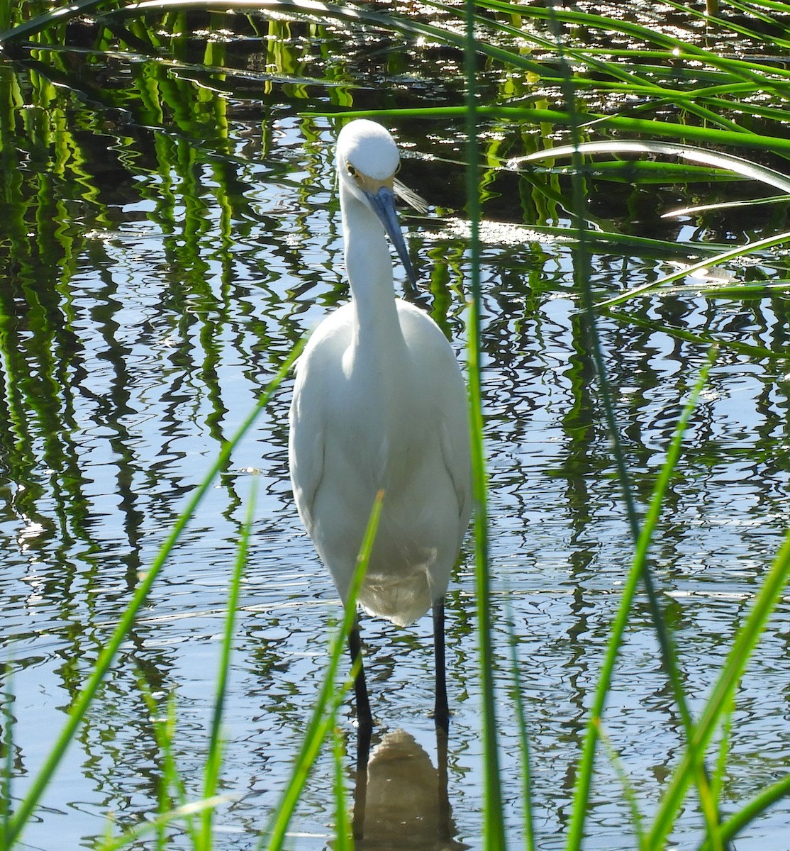 Snowy Egret - ML647098202