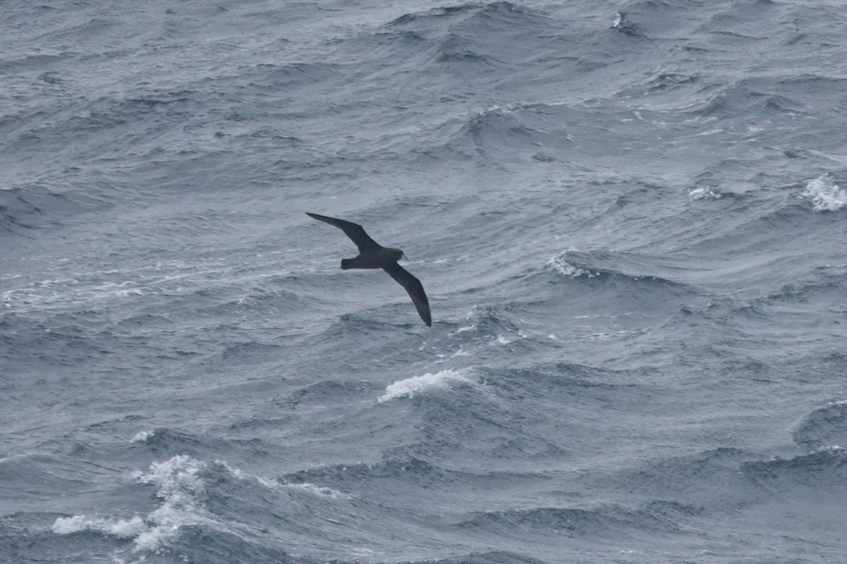 Beyaz Gıdılı Yelkovan - ML647098203