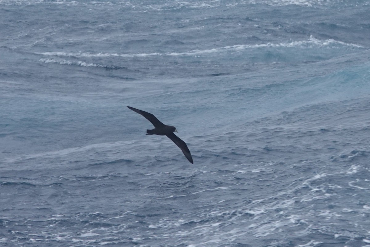 Beyaz Gıdılı Yelkovan - ML647098206